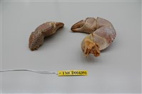 藏品(椰子蟹)的圖片